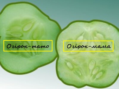 Як зібрати насіння огірків і яке дасть кращий урожай - Simya