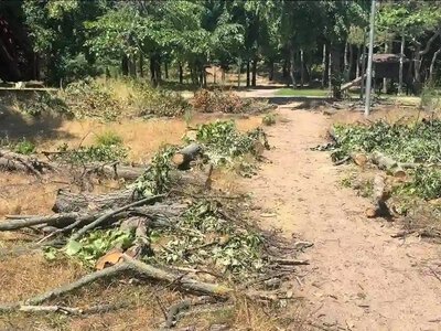 В Одесі у парку Перемоги зрубали липи: порушників шукають