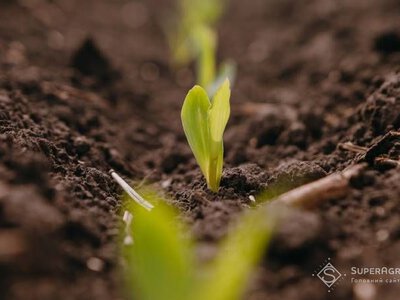  На Чернігівщині завершили посівну: найбільше засіяли кукурудзи 