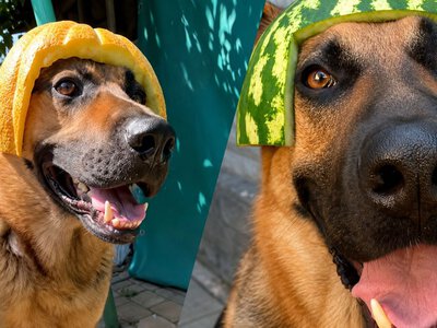 Собаці зробили шолом із дині: у мережі віруситься вівчарка в кумедних головних уборах