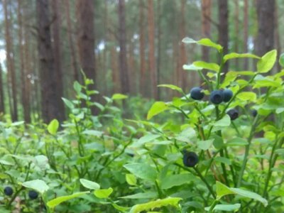 На Ратнівщині діють обмеження на збір грибів і ягід у частині лісів
