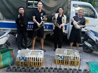 В’єтнамська поліція врятувала п’ятсот котів, яких збиралися з’їсти