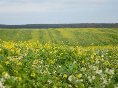 Сидерати: ефективне використання після збору врожаю