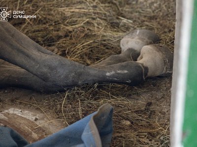 рф атакувала кінно-спортивну школу у Сумах, де проходили заняття для дітей, загинули тварини
