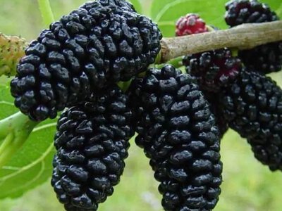 Чим корисна шовковиця для серця та мозку - На пенсії
