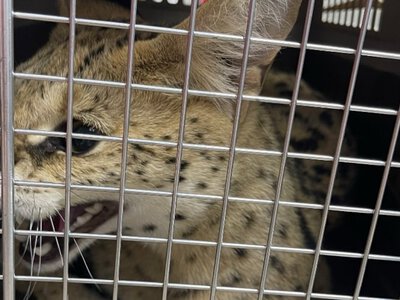 У Києві сервал випав із сьомого поверху та вижив: рятувальники розповіли подробиці