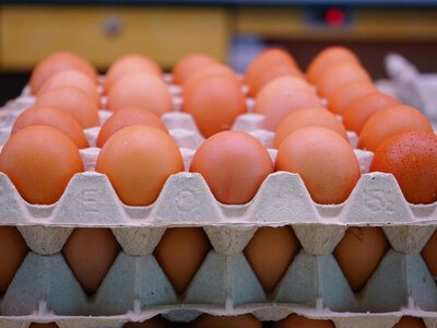 Україна встановила семирічний рекорд з експорту яєць: скільки продали за місяць