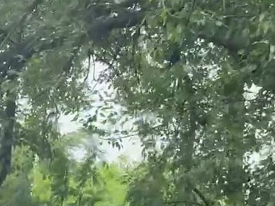 Гілка дерева впала на проїжджу частину в Миколаєві