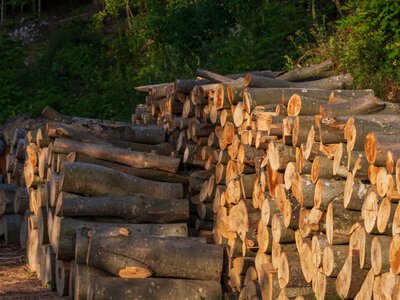 Скільки коштують букові й дубові дрова на зиму: ціни 2026 року — PMG.ua