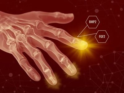 Людське тіло може самовідновлюватися: відкрито механізм прихованої регенерації