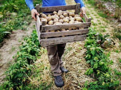 Коли збирати картоплю для тривалого зберігання