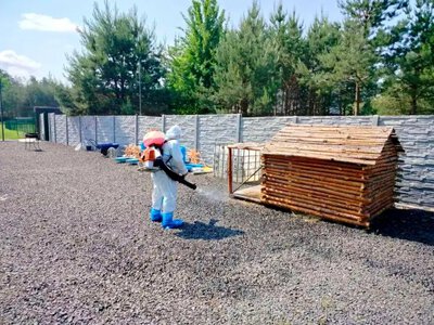 У селі Бахів запровадили карантин через сказ лисиці