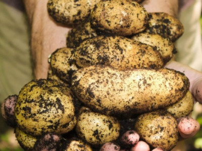Фітофтора може знищити до 70% урожаю: як вчасно розпізнати хворобу і запобігти