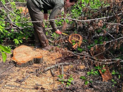 В Україні дозволили видаляти аварійні дерева за межами населених пунктів