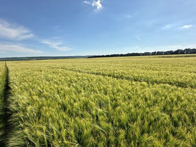 Фосфор проти посухи: як врятувати врожай