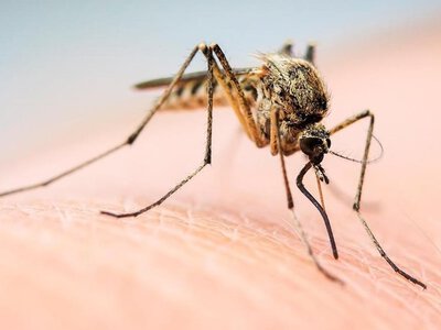 Як захистити дітей від кліщів та комарів: рекомендації медика