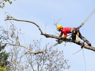 Обрізка за 55 мільйонів: у Дніпрі оголосили новий тендер на зелені зони