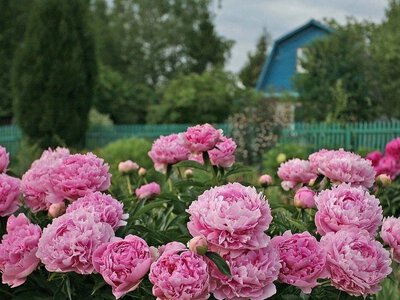 Правила догляду за півоніями: чому не варто поспішати з обрізкою після завершення цвітіння