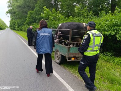 У Хмельницькому районі проводять рейди з контролю за перевезенням тварин та продукції тваринного походження