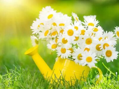 До +27° і короткочасний дощ: якою буде погода на Рівненщині 19 червня