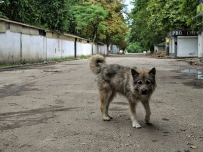 У Бериславському районі виявили сказ у собаки, яка напала на людину - Херсон Daily