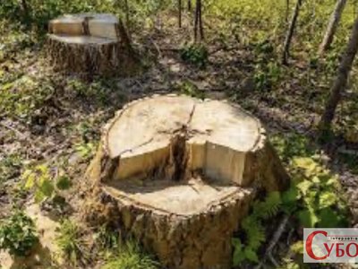 У Коростенському районі чоловік самовільно зрубав шість дерев: доведеться сплатити понад 110 тисяч