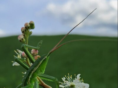 На Касовій горі виявили одну з найбільших комах Європи