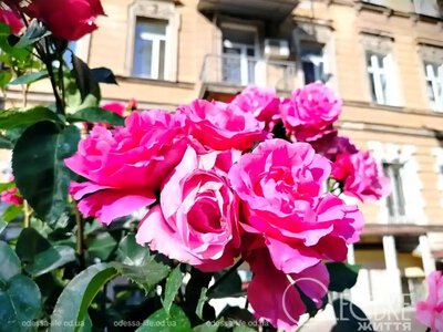 Буде комфортно: яку погоду синоптики прогнозують в Одесі на п’ятницю, 19 червня