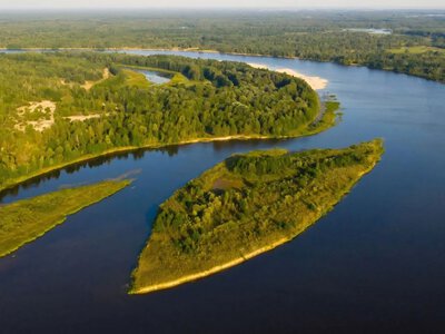 У Чорнобилі виявили сотні рідкісних тварин і унікальні рослини: чим дивує найбільший заповідник України