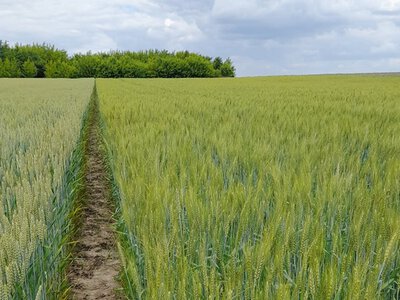 Погода на Львівщині гальмує розвиток сільгоспкультур