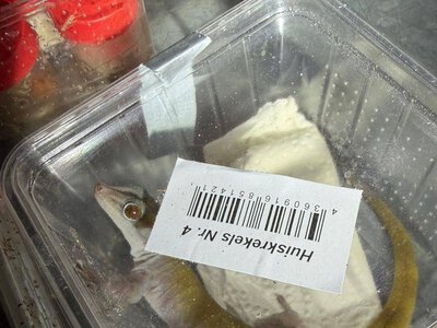 На кордоні з Польщею прикордонники виявили 77 контейнерів з екзотичними тваринами та комахами (ВІДЕО)