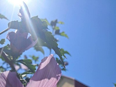 Спека і без опадів: синоптики розповіли, якою буде погода у Миколаєві та області 20 червня