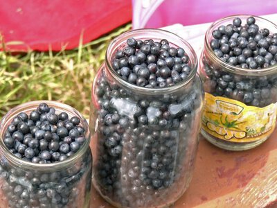 Скільки коштує чорниця та суниця на ринку у Луцьку?