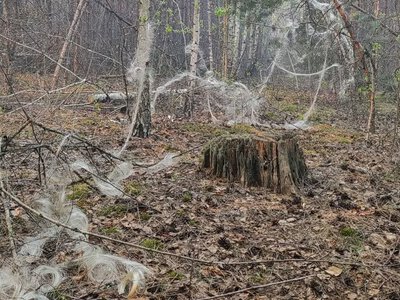 Кожен шостий гектар лісів Чернігівщини сьогодні недоступний через безпекову ситуацію