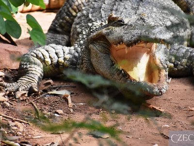 У Великій Британії незнайомець кинув 3-річного хлопчика до крокодилів у зоопарку