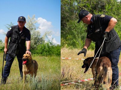 Шукають вибухівку й підтримують бойовий дух підрозділу: як собаки працюють у ДСНС