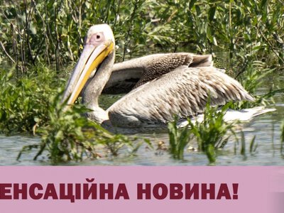 На Хортиці помітили рідкісного рожевого пелікана, занесеного до Червоної книги України