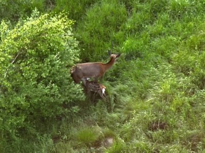 Безпілотники волинських прикордонників зафіксували унікальні кадри дикої природи Полісся