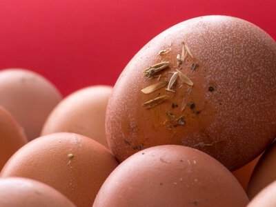 Тріснуті яйця можуть бути небезпечними: коли продукт краще одразу викинути
