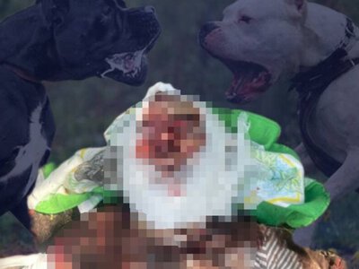 У Борисполі собаки загризли пенсіонерку: що відомо про трагедію