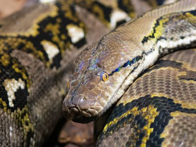 Гігантські пітони почали змінювати болота Флориди: вчені виявили несподіваний ефект