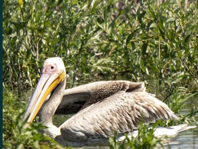 Після зникнення Каховського водосховища на Дніпрі помітили рожевого пелікана