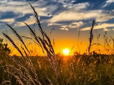 Астрономічне літо на Поліссі: у нацпарку Рівненщини розповіли про найдовший день року