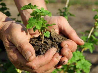 Червень – ідеальний час для розмноження смородини: як садівникам Дніпропетровщини безкоштовно оновити ягідники
