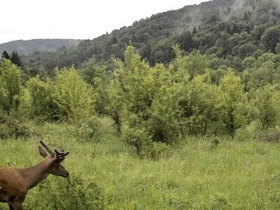 У Карпатах прикордонні камери зафіксували оленів, козуль і вовків (ВІДЕО)