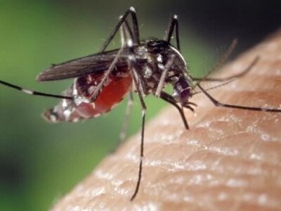Кого найбільше кусають комарі: група крові ні до чого