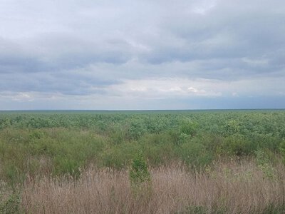 “Марсіанські” пейзажі зникли: що виросло на місці Каховського моря