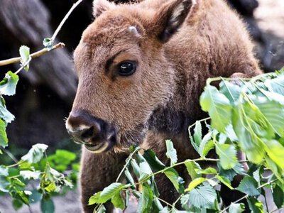 У КиївЗоо підростає зубриця Юкка – нова учасниця міжнародної програми збереження європейських зубрів
