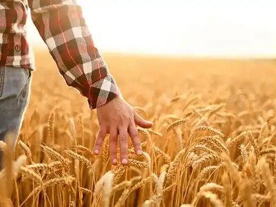 До 1000 гривень за гектар: для фермерів Рівненщини запустили нову програму підтримки