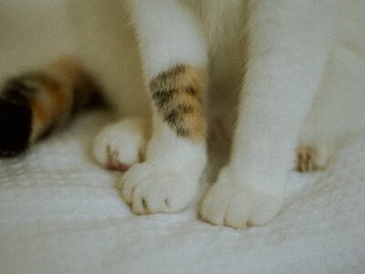 Для чого кішка йде за вами до ванної кімнати – пояснення експерта (Відео)